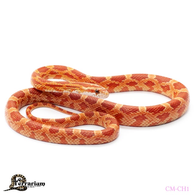 Nettoyeur Canon Paintball Empire - Barrel Maid Et Serpent Aléatoire - Occasion